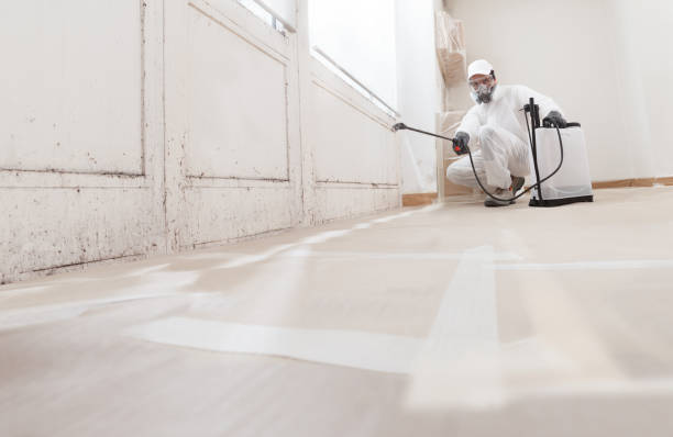 24/7 Emergency Basement Mold Removal experts in Arlington Heights, IL