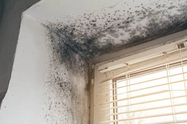 Affordable Basement Mold Removal solutions in Arlington Heights, IL
