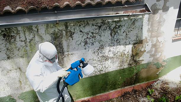 Top rated local Basement Mold Removal specialists in Arlington Heights, IL